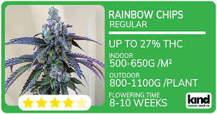 Everything You Need to Know About Marijuana Seeds Oklahoma
