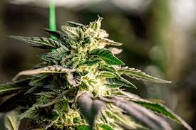 Everything You Need to Know About Marijuana Seeds Oklahoma