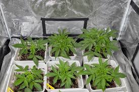 Everything You Need to Know About Marijuana Seeds Oklahoma